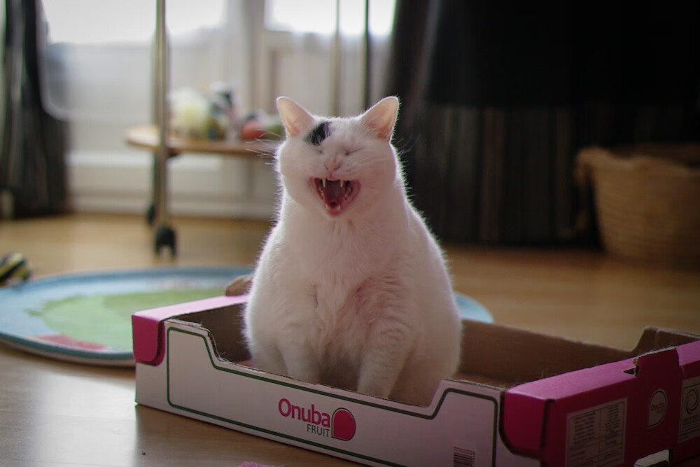 文班亚马状态火热，奇才对阵骑士的唯一性之战