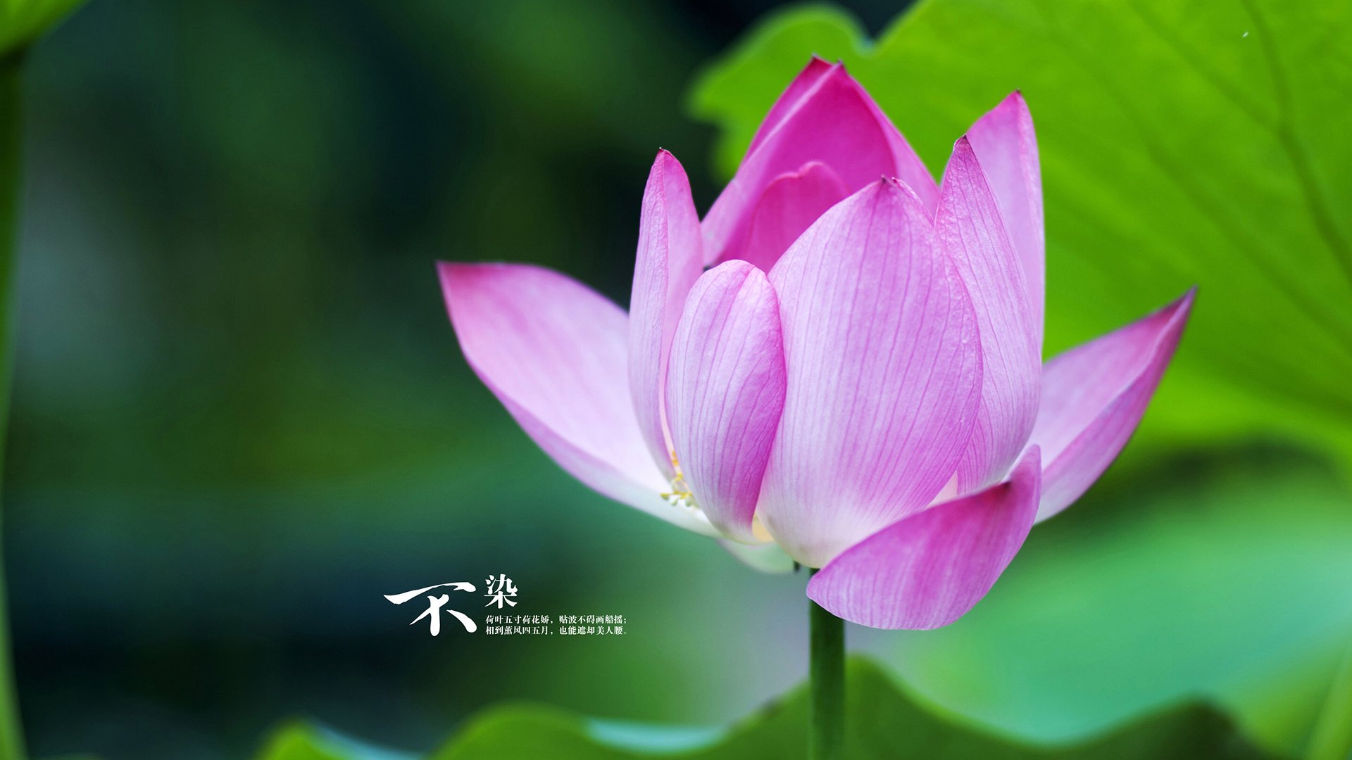 双城记，巴雷拉德甲封神夜，乌克兰足球的险胜启示